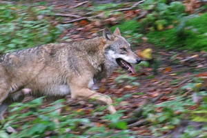 Laufender Wolf